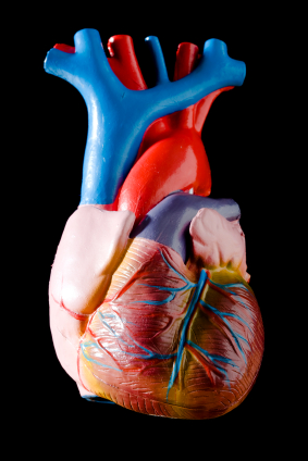 A Medical Guide to the Circulatory Sytem - For Kids!