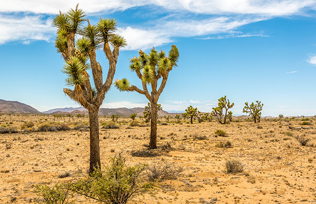 Joshua Trees.