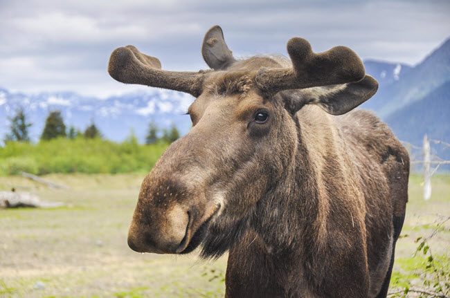Moose in Alaska.