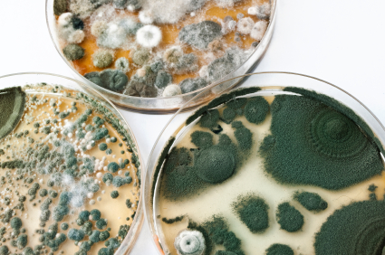 Petri Dishes.